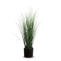 [89861] Pianta ornamentale ERBA H55cm