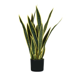 [93984] Pianta ornamentale Sansevieria 21 foglie